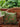Kissenbezug Hara Grün, Detail des handgedruckten grünen Blockdruckmotivs